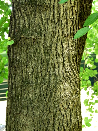 {Morus alba}